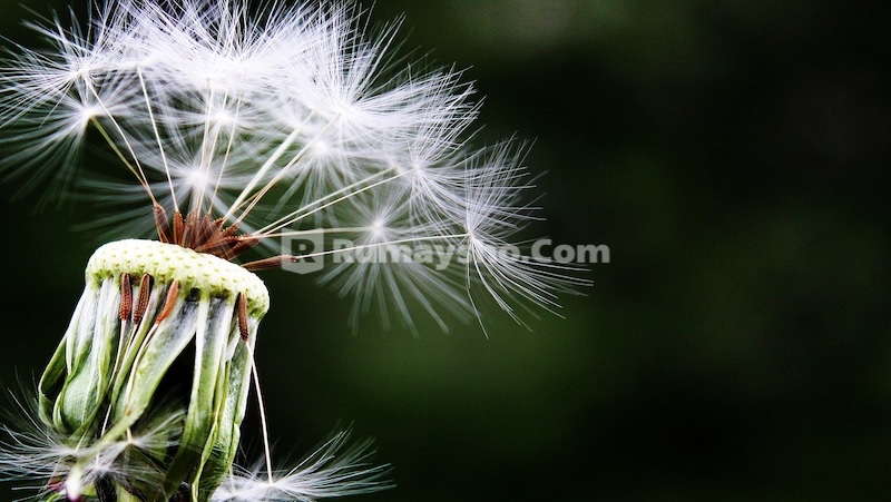 Akhlak Mulia Memberatkan Timbangan