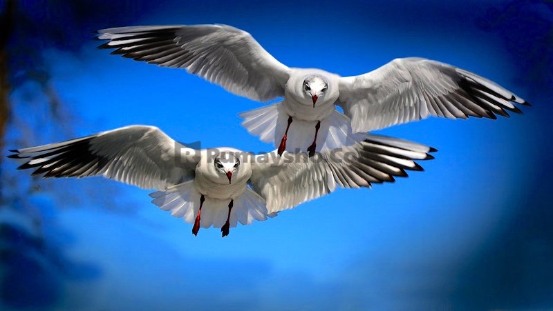 tawakal kepada Allah adalah kunci rezeki