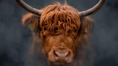 Ikut qurban yuk tahun ini, berarti kita mengikuti tuntunan Rasulullah shallallahu 'alaihi wa sallam, semoga kita mendapatkan cinta Allah.
