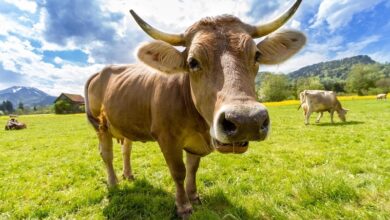 Awal Dzulhijjah adalah waktu yang sangat istimewa. Di momen ini, ada tiga amalan sunnah yang sangat dianjurkan: puasa, takbir, dan qurban.