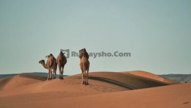 Ada empat cara dalam melakukan puasa Asyura, bisa diikutkan hari sebelumnya dan sesudahnya. Totalnya ada empat cara dalam melakukan puasa ini.